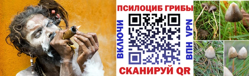 darknet телеграм  наркошоп  Себеж  Псилоцибиновые грибы Cubensis  ссылка на мегу зеркало 